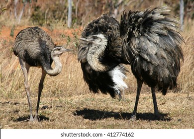 Rhea Americana Female