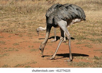 Rhea Americana Female