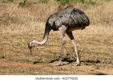 Rhea Americana Female