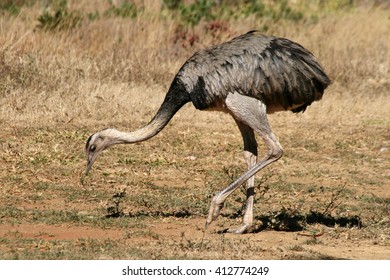 Rhea Americana Female