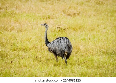 Rhea (Rhea Americana), Typical Brazilian Bird Of The Cerrado Biome. Emma.