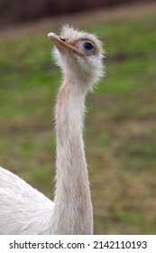 Rhea Bird In The Wild