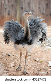 Rhea Bird In Zoo