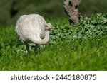 A rhea or also known as white American rhea in a green meadow