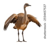 The Rhea is a large, flightless bird native to South America, resembling an ostrich. It has long legs, soft feathers, and is known for its speed and powerful running ability.