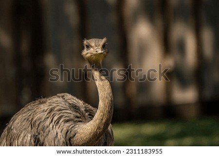 rhea maericana nandu ostrich big bird