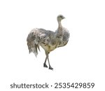 rhea ostrich one isolated on white background