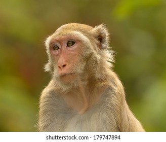 Rhesus Macaque Adult