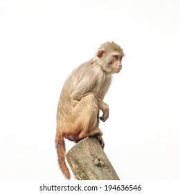 Rhesus Macaque In Close-up During Natural Behavior Isolated, 2014