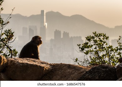 Rhesus macaque in Lion Rock Country Park, Hong Kong with Hong Kong as background