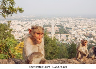 Rhesus Monkey Images Stock Photos Vectors Shutterstock