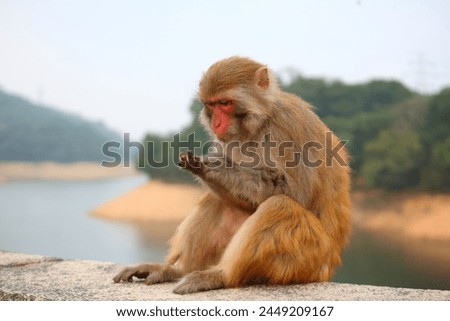 Rhesus macaque (Macaca mulatta), colloquially known as rhesus monkey, in Kam Shan Country Park around Kowloon Reservoir