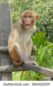 Rhesus Macaque (Macaca Mulatta) From Jhapa District.