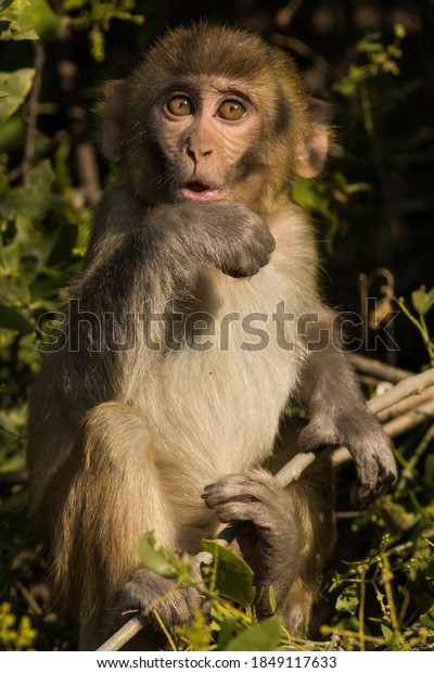 Rhesus Macaque Ou Portrait De Bebe Photo De Stock Modifiable Rhesus Macaque Ou Portrait De Bebe Photo De Stock Modifiable