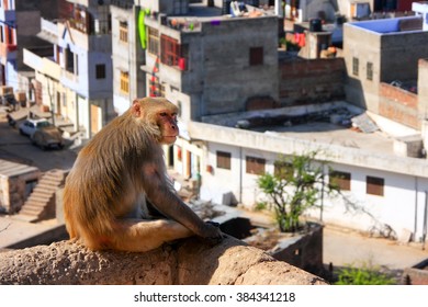 Rhesus macaque (Macaca mulatta) sitting on a wall in Jaipur, India. Jaipur is the capital and the largest city of Indian state of Rajasthan.