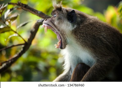 The rhesus macaque monkey (Macaca mulatta)