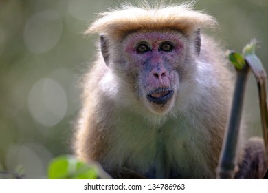 The rhesus macaque monkey (Macaca mulatta)
