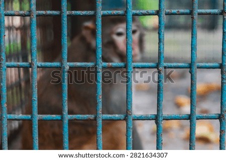 Rhesus macaque monkey sitting behind blue metal cage bars in a zoo enclosure.