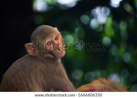 The Rhesus Macaque Monkey under the tree in its natural habitat