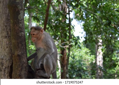 The Rhesus Macaque Is A Species Of Old World Monkeys.And Its Tolerance Of Broad Range Of Habitats.