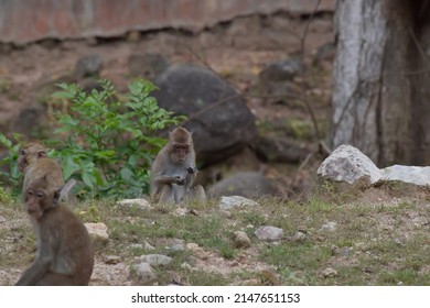Rhesus Macaque Standing On A Hill