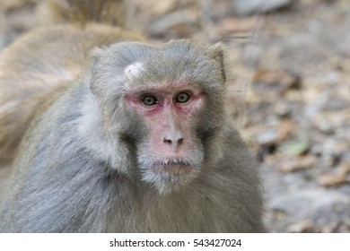 100 Macacus Rhesus Images, Stock Photos & Vectors | Shutterstock