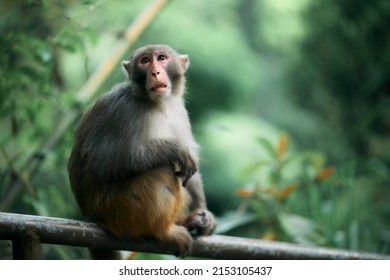 rhesus monkey (Macaca mulatta) in Shing Mun Reservoir, Hong Kong at sunny day