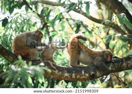 rhesus monkey (Macaca mulatta) in Shing Mun Reservoir, Hong Kong at sunny day