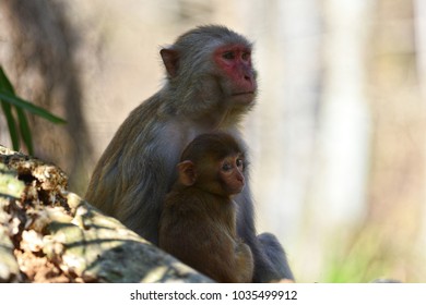 Rhesus Monkeys On Silver River In Ocala, Fl.