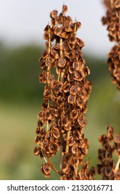 Rheum Rhabarbarum On A Sunny Day