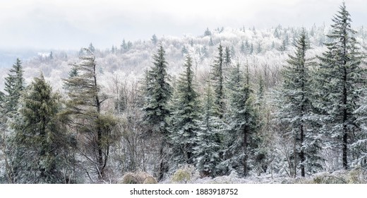 Rhime Ice Covering Trees, Monongahela National Forest, Highland Scenic Highway, West Virginia, USA