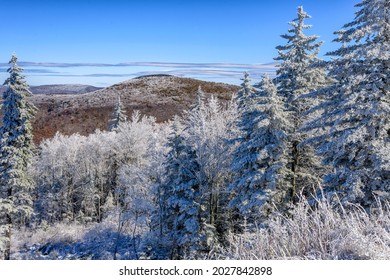 Rhime Ice Covering Trees, Monongahela National Forest, Highland Scenic Highway, West Virginia, USA