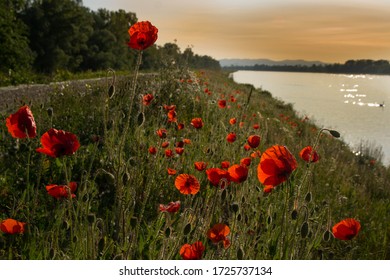 Rhine River On A Spring Day In Rhinau In France