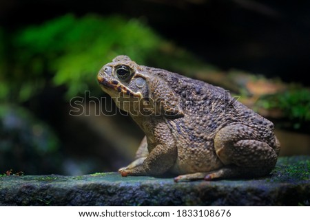 Rhinella marina, Cane toad, big frog from Costa Rica. Face portrait of large amphibian in the nature habitat. Animal in the tropic forest. Wildlife scene from nature.
