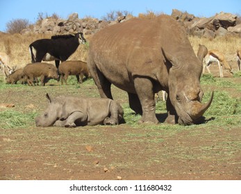 469 Feeding Baby Rhino Images, Stock Photos & Vectors 