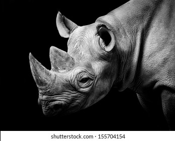 Rhino - Shutterstock ID 155704154