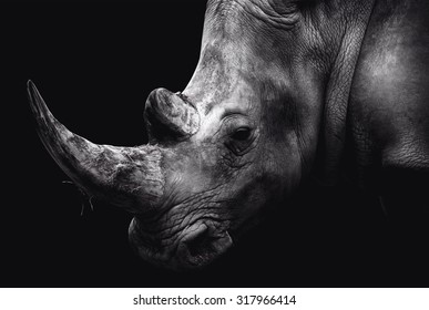 rhino - Powered by Shutterstock