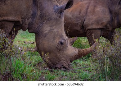 Rhino - Shutterstock ID 585694682