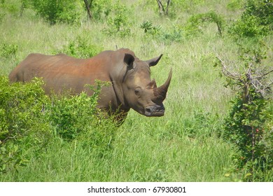 Rhino.