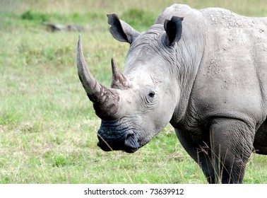 1,143 Rhino Profile Stock Photos, Images & Photography | Shutterstock