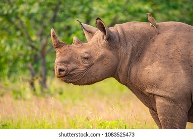 Rhino Adult, Safari in Zimbabwe