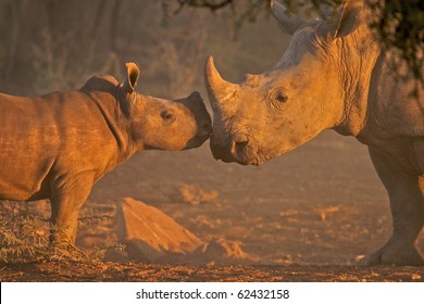 Rhino Affection