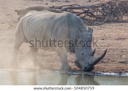 Similar – Black Rhino, Namibia