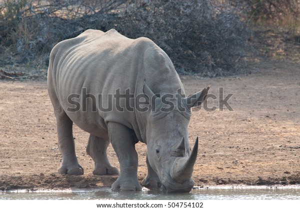 Rhino African Savannas Mammal Kruger National Stock Photo 504754102 ...