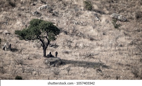 Rhino Antipoaching Team In Kruger National Park