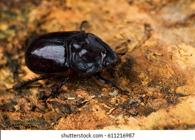 Rhino Beetle