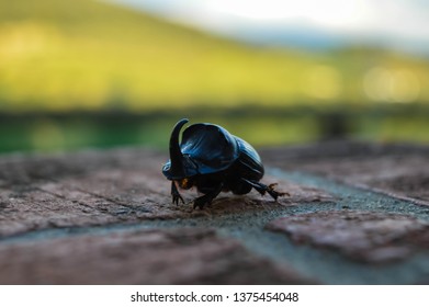 Rhino Beetle Black Stock Photo 1375454048 | Shutterstock