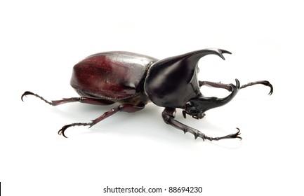 Rhino Beetle Bug Isolated On White Stock Photo 88694230 | Shutterstock