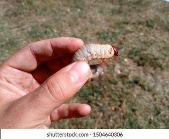 Rhino beetle larvae in a man s hand. Large beetle larva, rhinoceros beetle