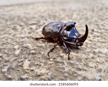 Rhino Beetle Proclaiming Its Kingdom